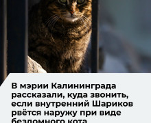 Жители Калининграда могут оставить заявку на отлов бездомных животных