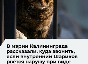 Жители Калининграда могут оставить заявку на отлов бездомных животных