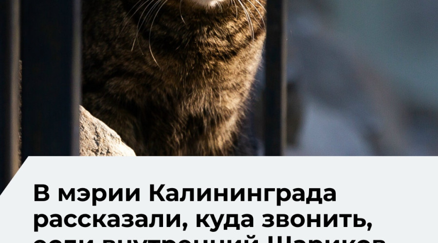 Жители Калининграда могут оставить заявку на отлов бездомных животных