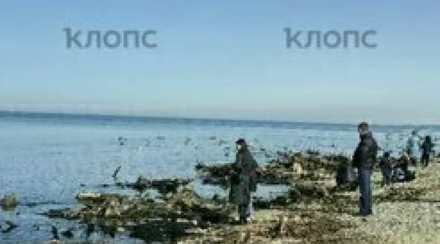 У берега Зеленоградска снова показался древний лес, ушедший под воду тысячу лет назад