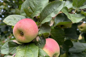 Продам яблоки сладкие, свой урожай