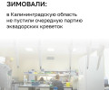 24 тонны эквадорских креветок задержаны в Калининградской области из-за неполных документов