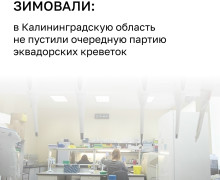 24 тонны эквадорских креветок задержаны в Калининградской области из-за неполных документов