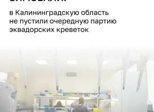24 тонны эквадорских креветок задержаны в Калининградской области из-за неполных документов