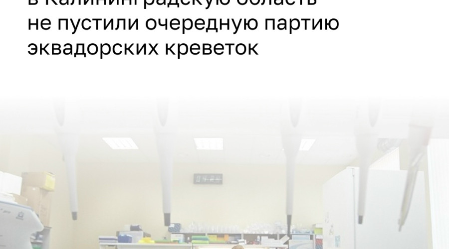 24 тонны эквадорских креветок задержаны в Калининградской области из-за неполных документов