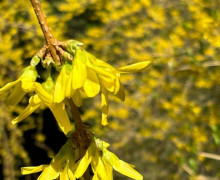 В Ботаническом саду БФУ им. Канта расцвели магнолии и другие весенние растения