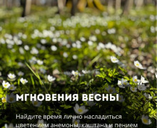 В парке «Сосновка» под Зеленоградском сохранились редкие растения и руины старинной усадьбы
