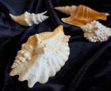 Коллекция редких раковин морских моллюсков пополнила фонды Музея Мирового океана в Калининграде