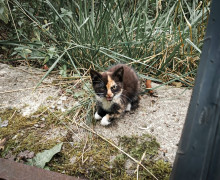 В Калининграде ищут дом для трех котят, оставшихся без матери