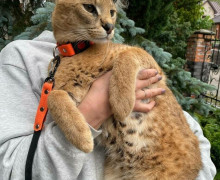 Пропавший кот Ричи вернулся домой в Калининграде спустя неделю
