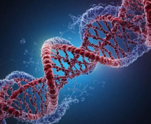 В Калининградской области выявлен донор с уникальным геномом, не зарегистрированным в мировых базах