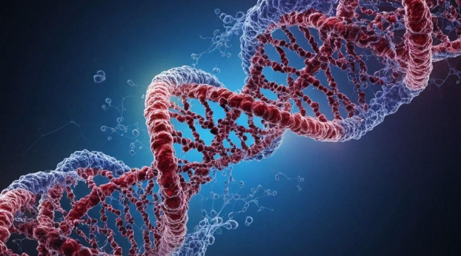 В Калининградской области выявлен донор с уникальным геномом, не зарегистрированным в мировых базах