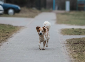 В Зеленоградске в центральном парке обнаружен разбросанный крысиный яд