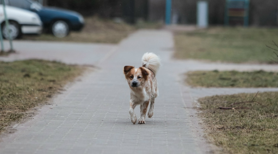 В Зеленоградске в центральном парке обнаружен разбросанный крысиный яд