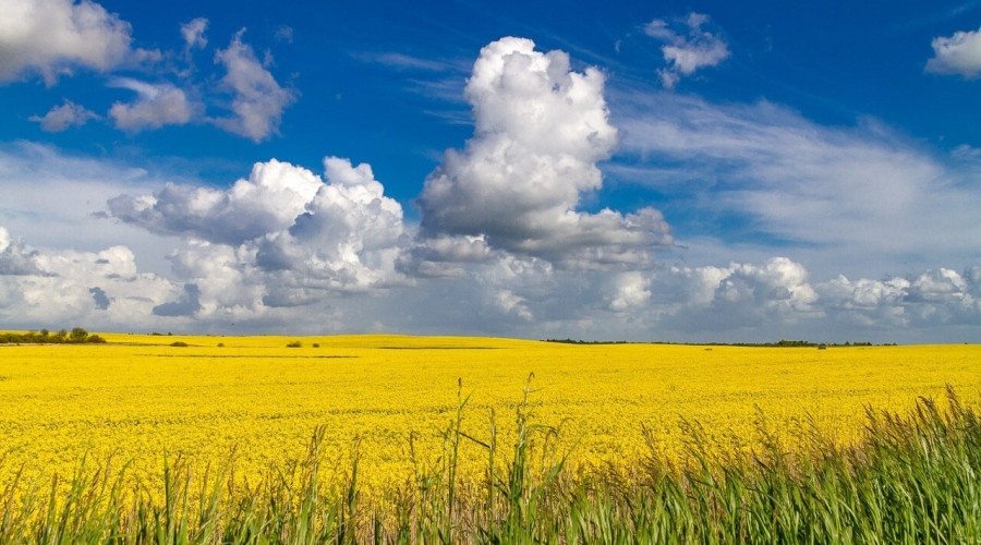 Рапсовые поля Калининградской области: весенний пейзаж