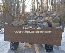 В Правдинске начнётся суд над обвиняемым в незаконной рубке дубов и грабов