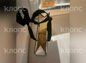 В Калининграде 15-летняя девочка отправила соседям видео убийства котёнка и оставила у двери пакет с его телом