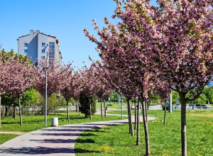 Прогулка по аллее сакур в Калининграде: более 130 розовых деревьев