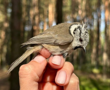 На Куршской косе поймали хохлатую синицу с вишнёвыми глазами