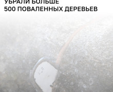Последствия шторма в Калининграде: убрано 563 дерева