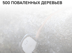 Последствия шторма в Калининграде: убрано 563 дерева