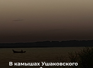 В камышах Ушаковского залива обнаружено тело 68-летнего мужчины