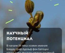 В парке «Сосновка» под Зеленоградском сохранились редкие растения и руины старинной усадьбы