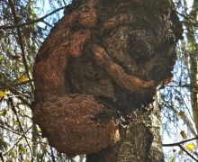 Необычные наросты на деревьях можно увидеть в Красном лесу