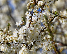 Алыча зацвела на улицах Калининграда