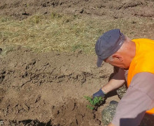 В Калининграде в 2026 году планируют высадить более пяти тысяч саженцев ценных пород деревьев