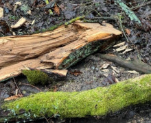 В Калининградской области из-за сильного ветра повалено 39 деревьев