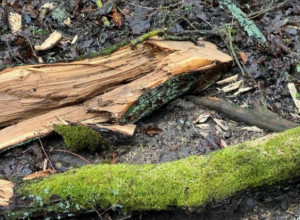 В Калининградской области из-за сильного ветра повалено 39 деревьев