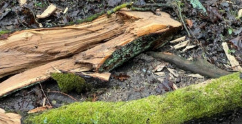 В Калининградской области из-за сильного ветра повалено 39 деревьев