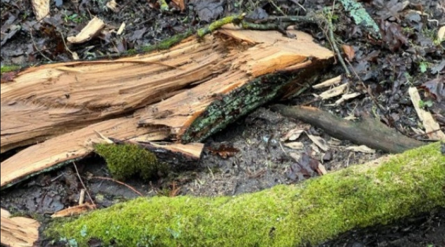 В Калининградской области из-за сильного ветра повалено 39 деревьев