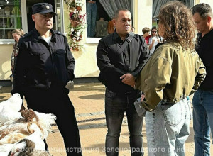 В Зеленоградске начались рейды против незаконных фотосессий с голубями
