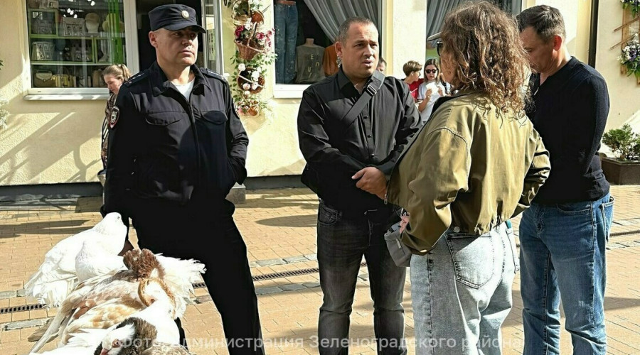 В Зеленоградске начались рейды против незаконных фотосессий с голубями
