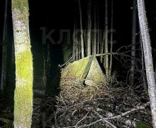 Кукольные головы на деревьях: калининградцы рассказали о загадочных находках в лесах