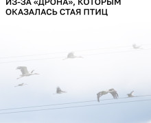 В Литве объявляли воздушную тревогу из-за стаи птиц, принятой за беспилотник