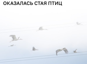 В Литве объявляли воздушную тревогу из-за стаи птиц, принятой за беспилотник