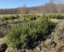 В Калининградской области в рамках акции «Сад памяти» высадили более 3 тысяч деревьев