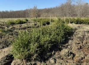 В Калининградской области в рамках акции «Сад памяти» высадили более 3 тысяч деревьев