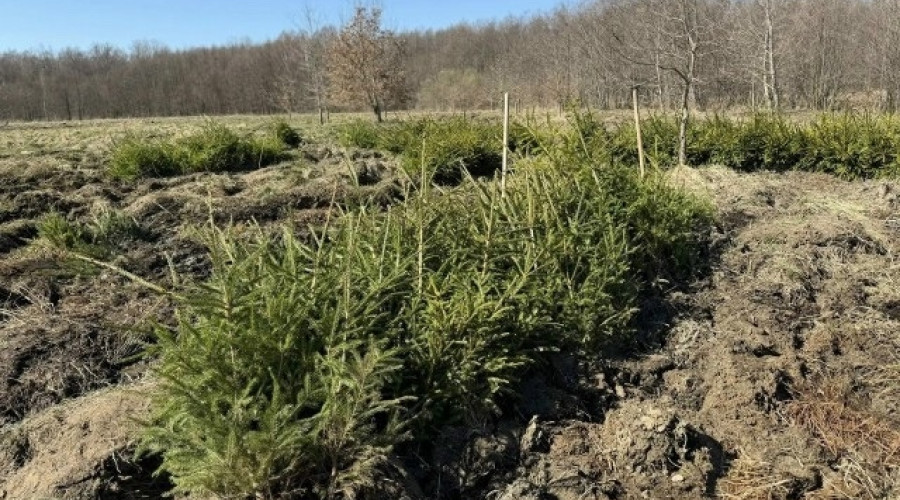 В Калининградской области в рамках акции «Сад памяти» высадили более 3 тысяч деревьев
