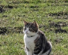 В поселке Матросово ищут пропавшую кошку Джесси