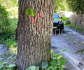 Жители Калининграда не понимают логику вырубки здоровых деревьев при наличии опасного сухостоя