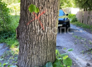 Жители Калининграда не понимают логику вырубки здоровых деревьев при наличии опасного сухостоя