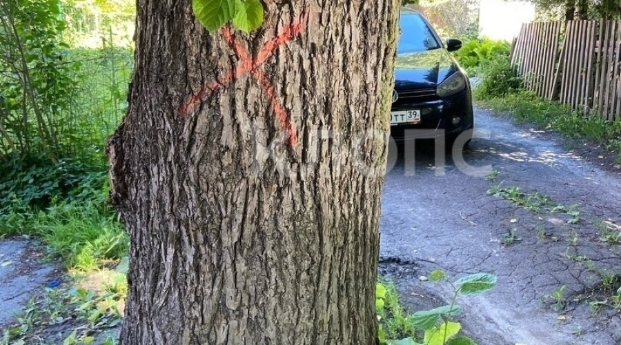 Жители Калининграда не понимают логику вырубки здоровых деревьев при наличии опасного сухостоя