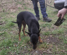 В Калининграде ищут хозяев для найденной на улице Киевской собаки