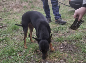 В Калининграде ищут хозяев для найденной на улице Киевской собаки