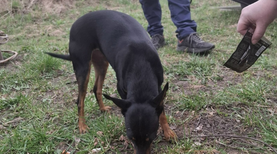 В Калининграде ищут хозяев для найденной на улице Киевской собаки