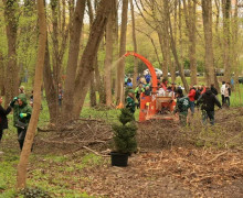 Калининград присоединился к Всероссийскому субботнику: в городских парках высадили новые пихты